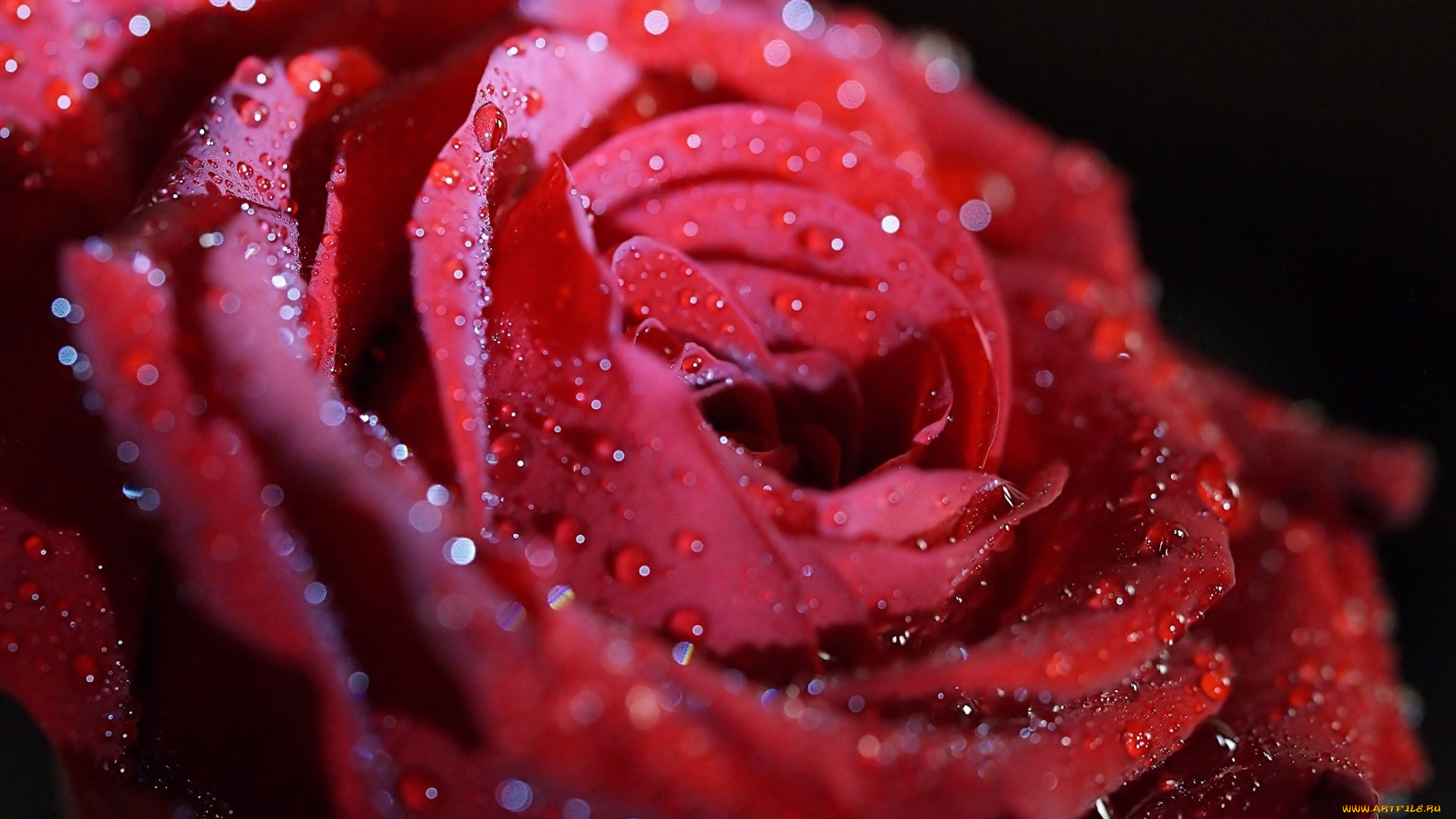 цветы, розы, макро, блики, блеск, капли, лепестки, красный