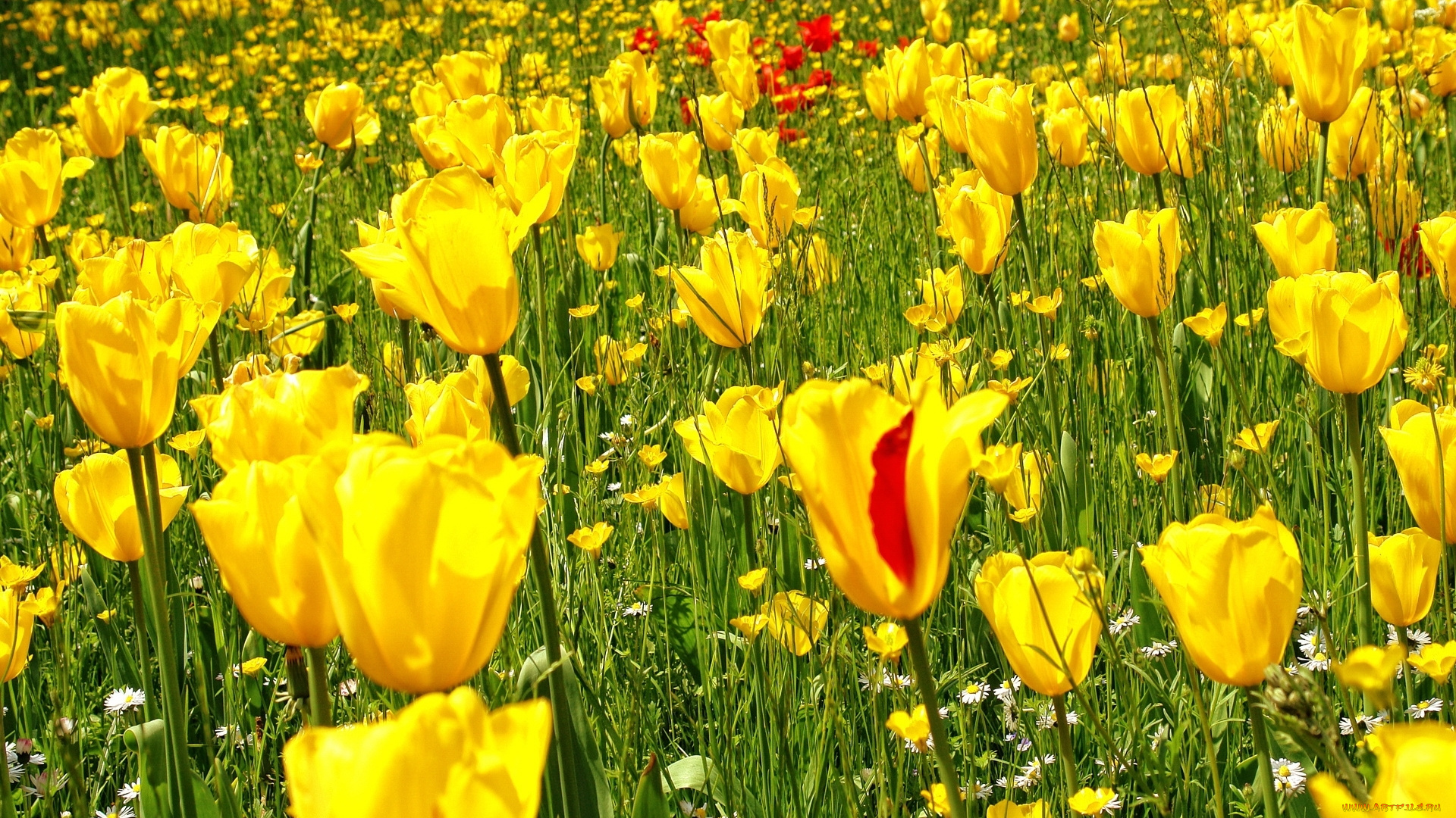 цветы, тюльпаны, бутоны