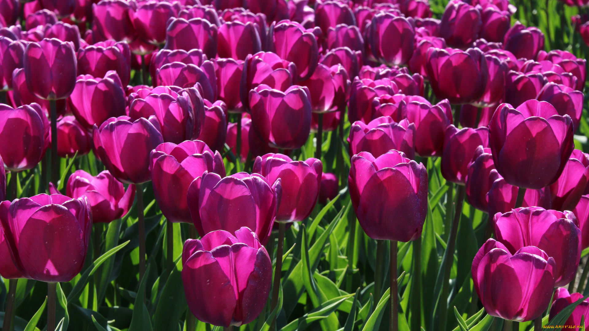 цветы, тюльпаны, малиновые, лепестки