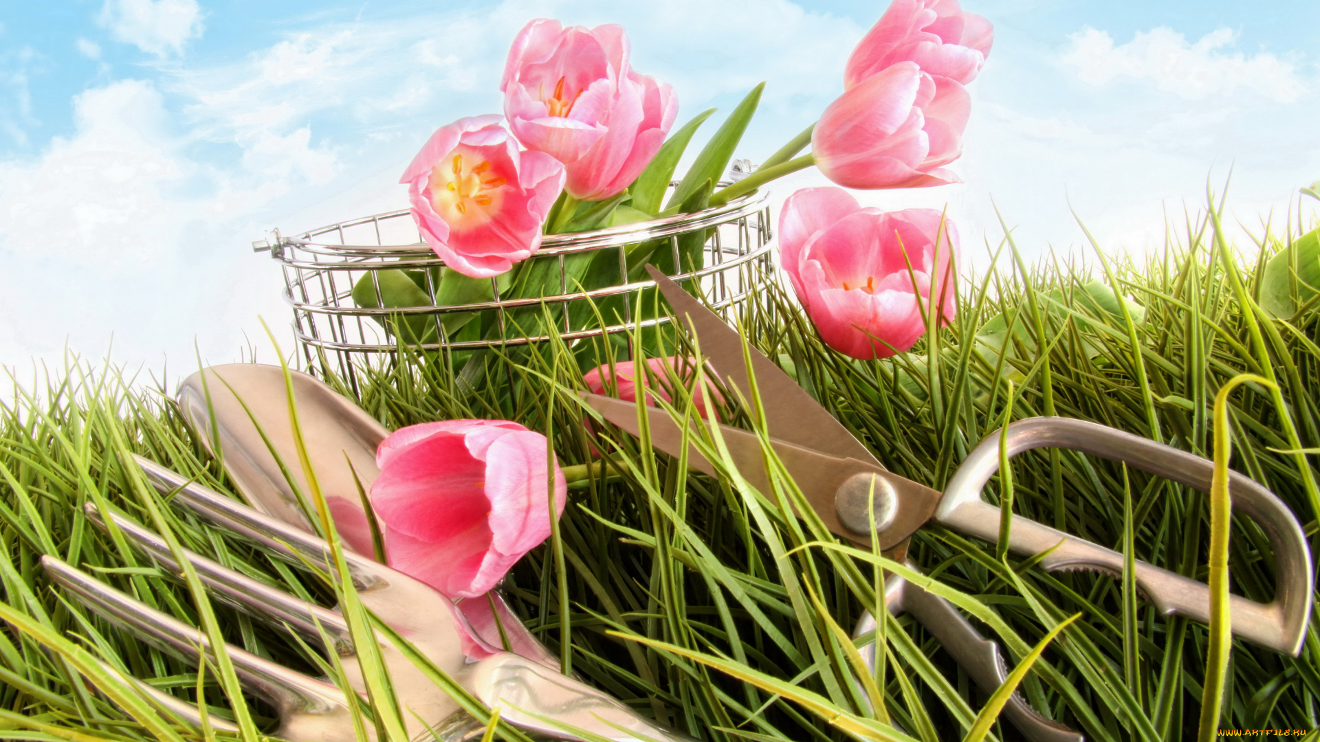 цветы, тюльпаны, ножницы, трава