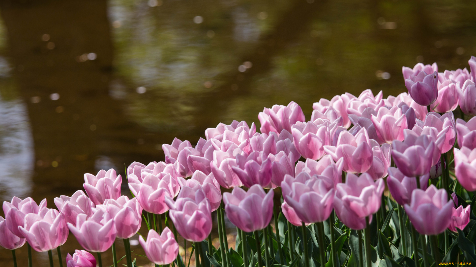 цветы, тюльпаны, розовые, лепестки, парк, пруд, берег, блики