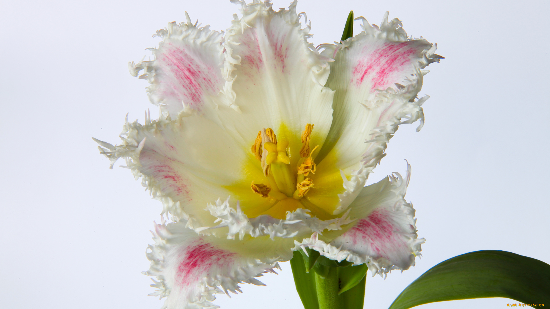 цветы, тюльпаны, тюльпан, лепестки