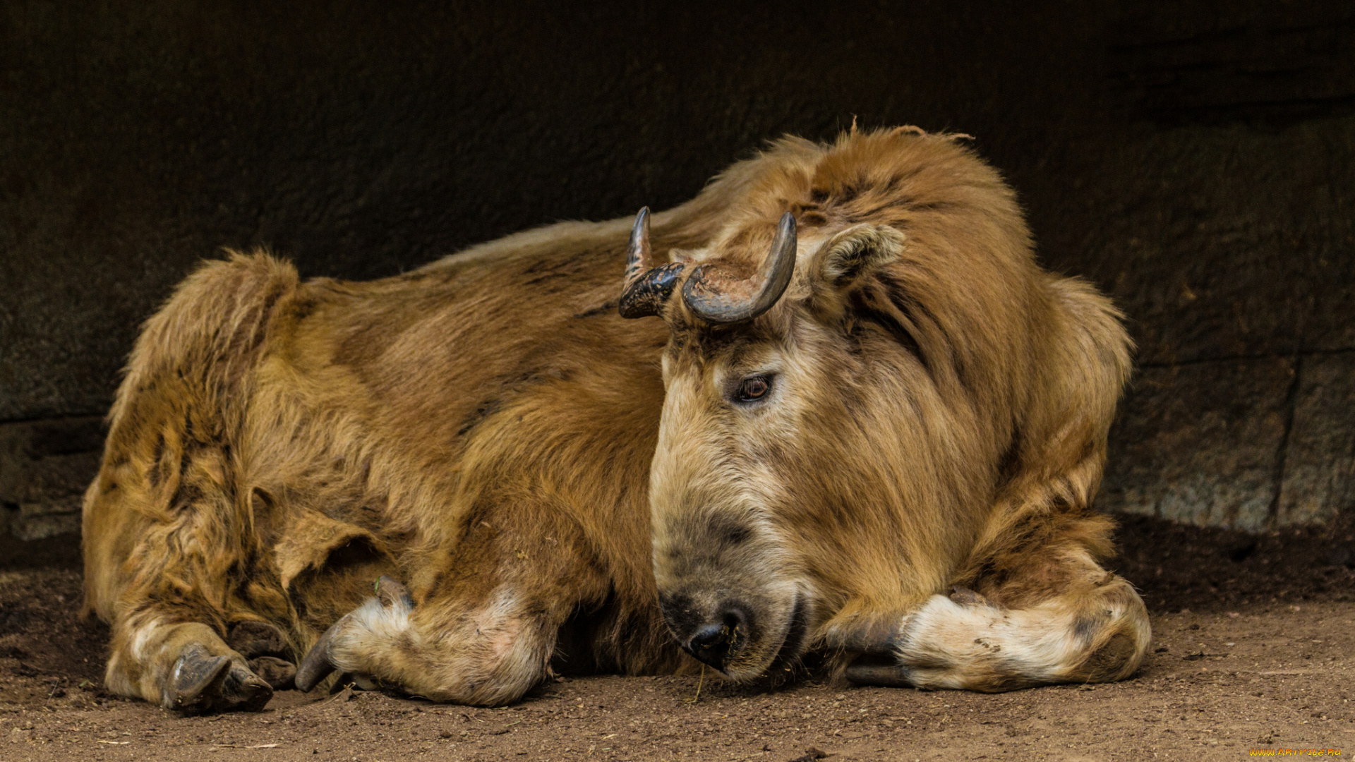 животные, антилопы, гну, антилопа