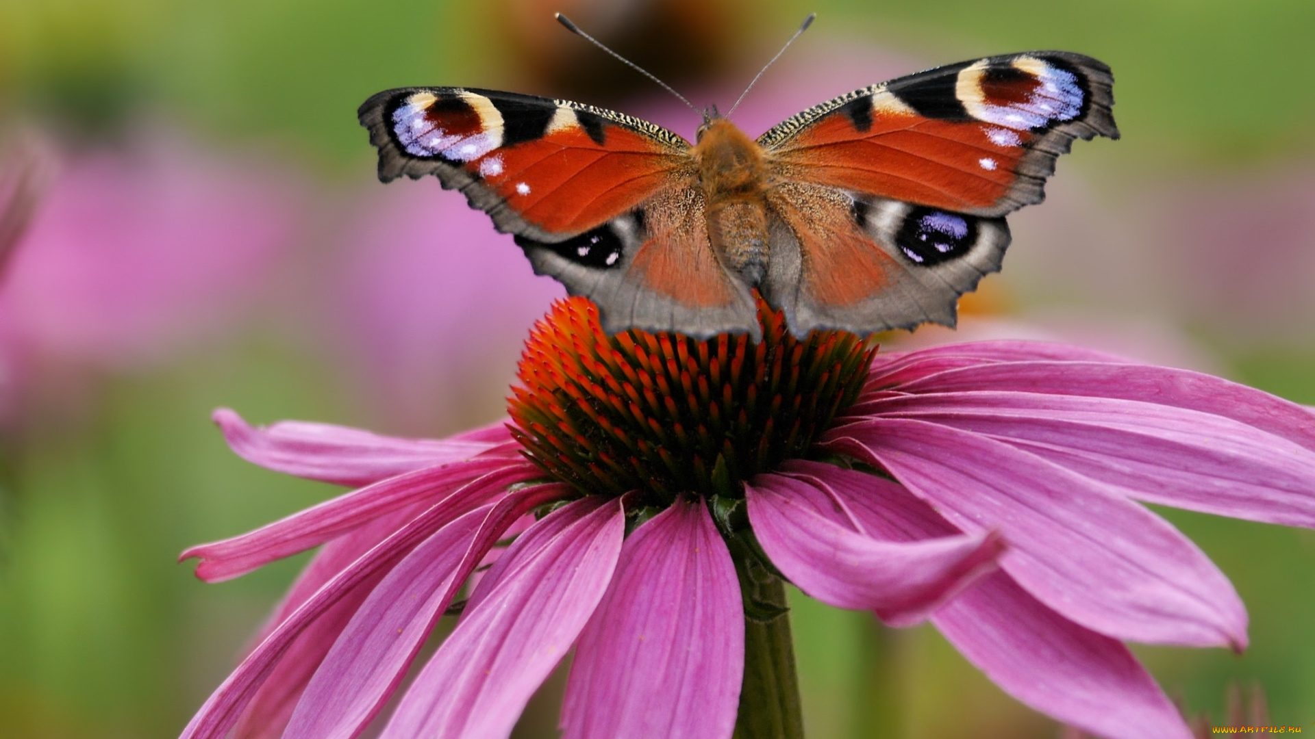 животные, бабочки, , мотыльки, , моли, бабочка