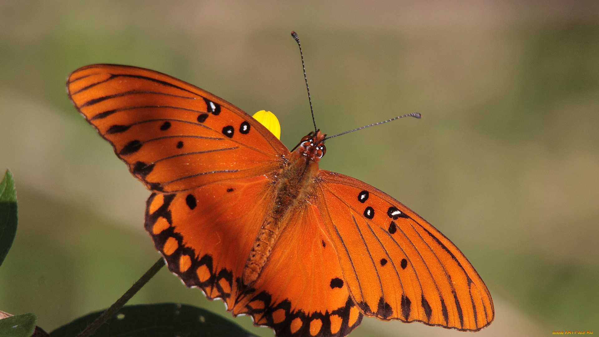 животные, бабочки, , мотыльки, , моли, бабочка