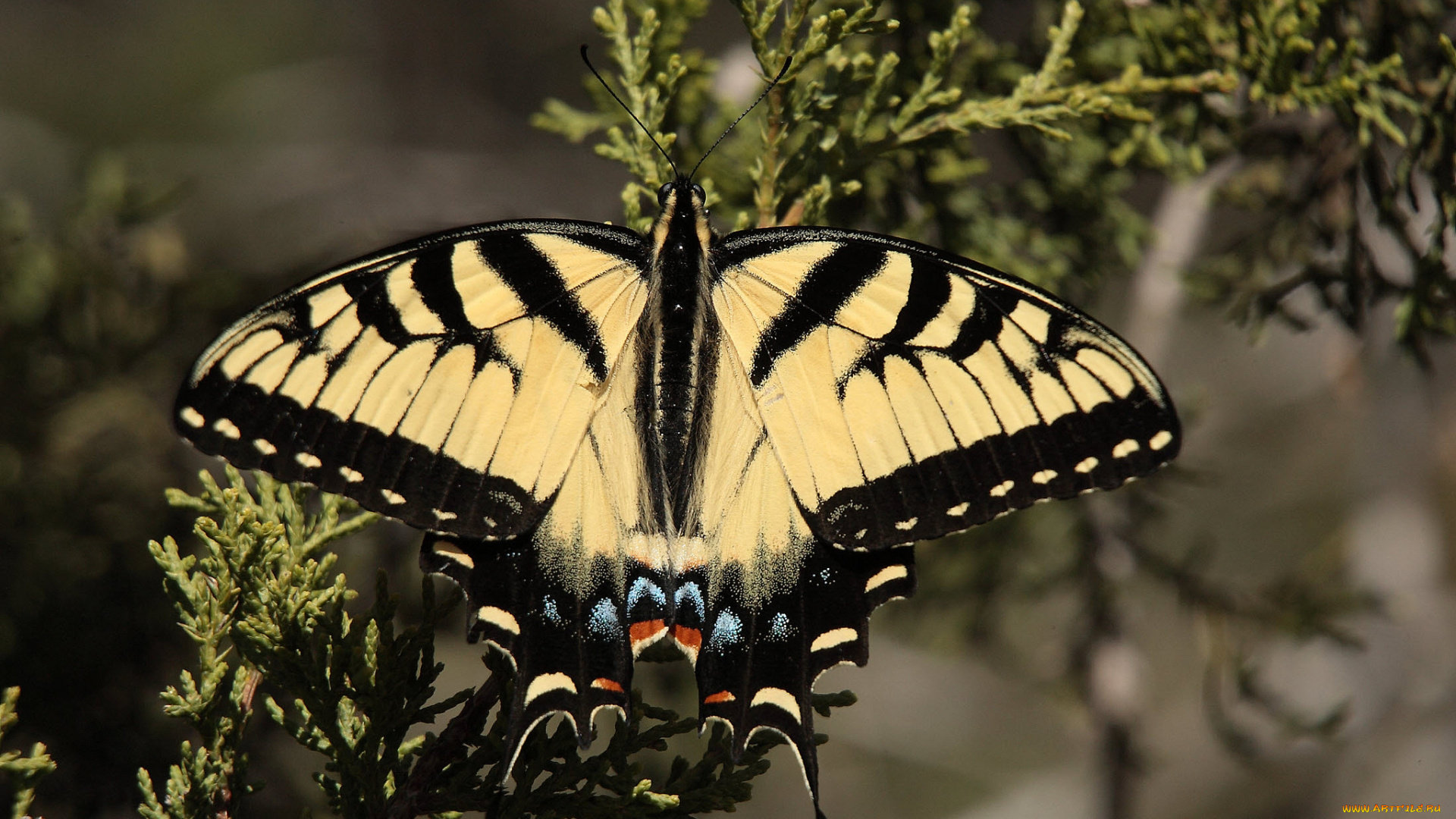 животные, бабочки, , мотыльки, , моли, бабочка