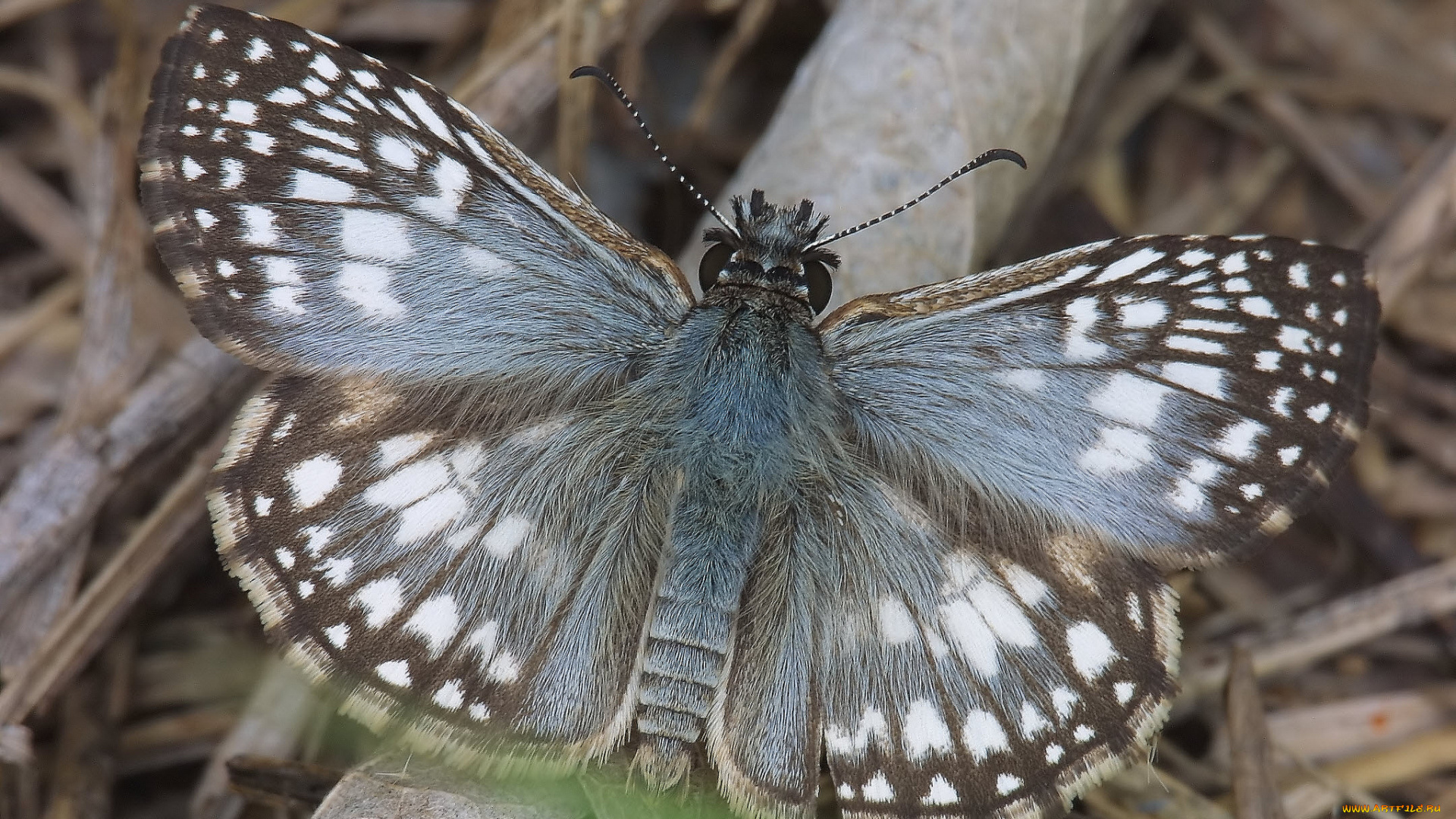 животные, бабочки, , мотыльки, , моли, бабочка