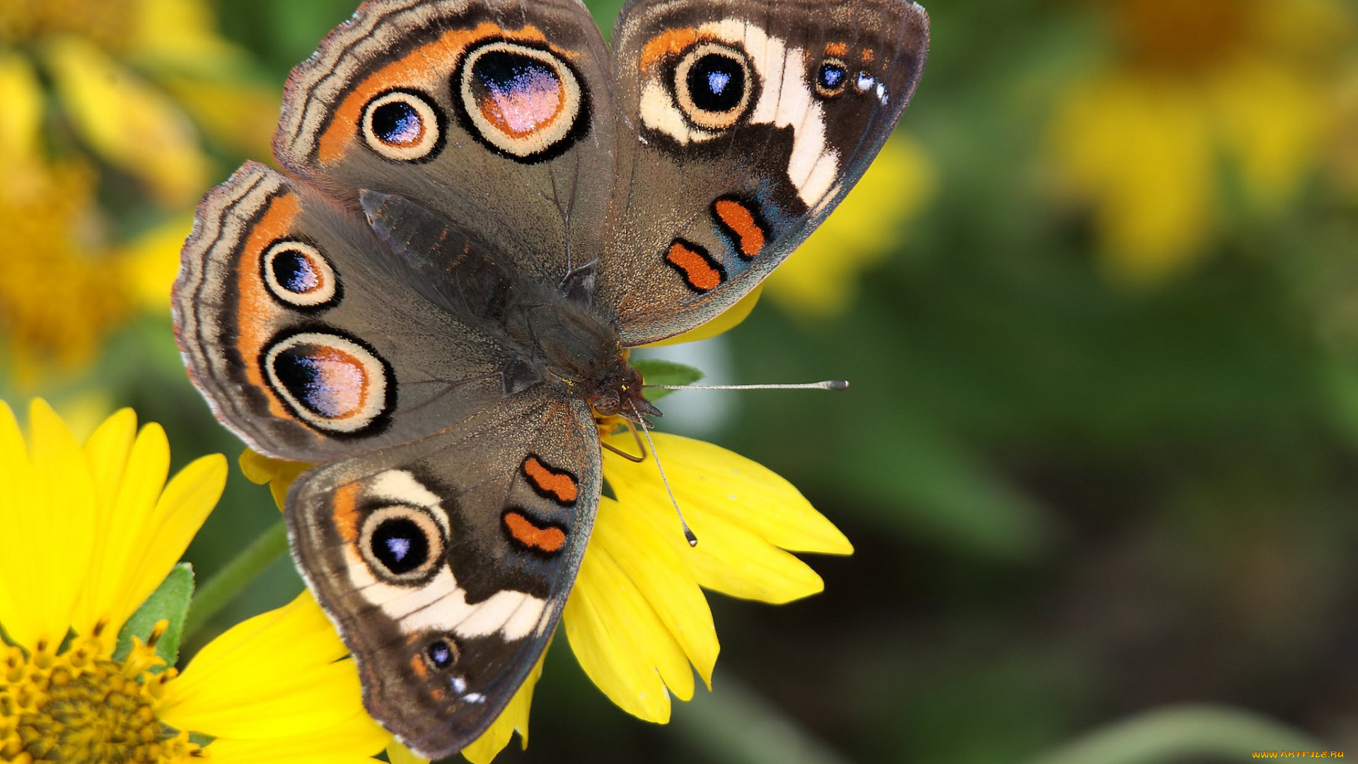 животные, бабочки, , мотыльки, , моли, бабочка