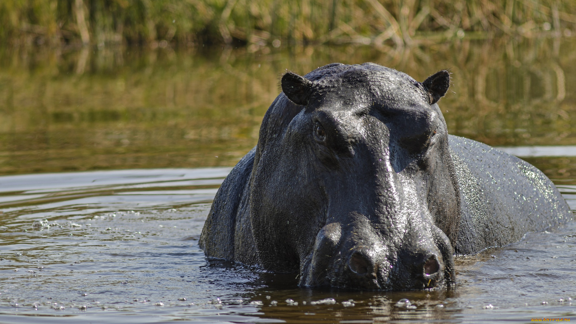 животные, бегемоты, гиппопотам