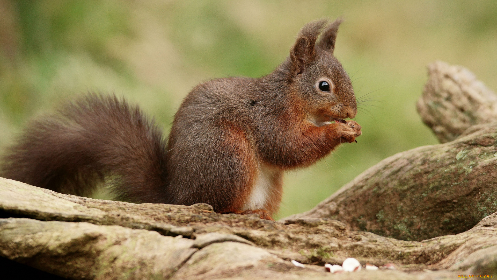 животные, белки, белка