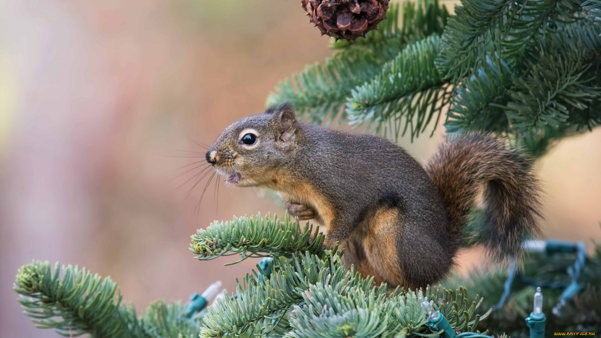 животные, белки, белка