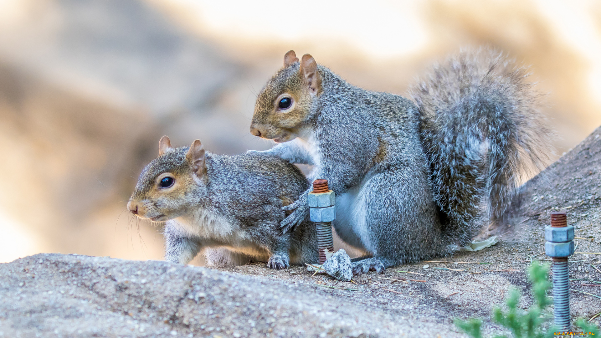животные, белки, белка