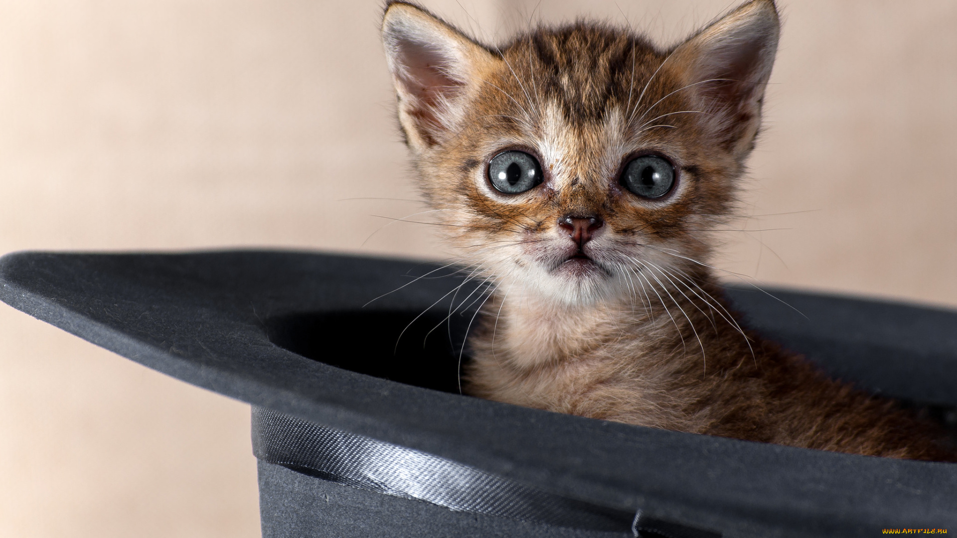 животные, коты, котенок, шляпа