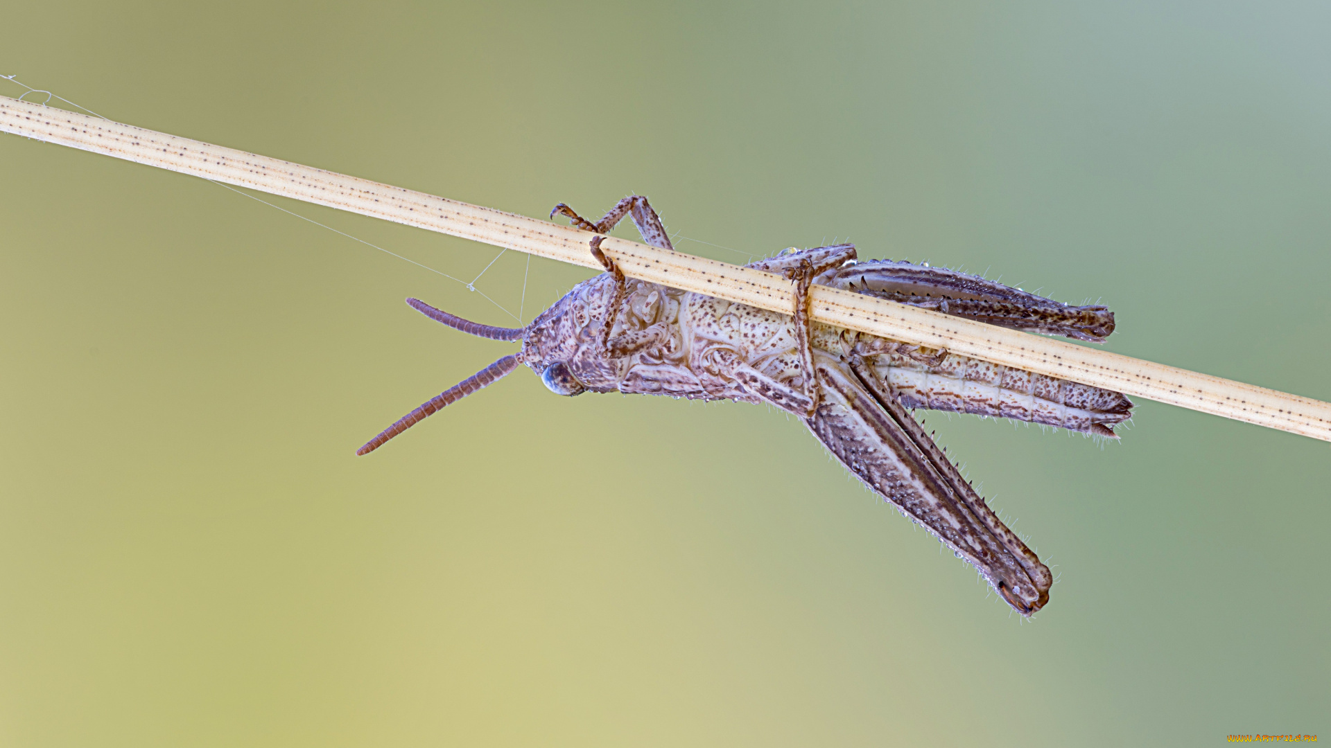 животные, кузнечики, , саранча, фон, травинка, насекомое, макро, кузнечик, усики