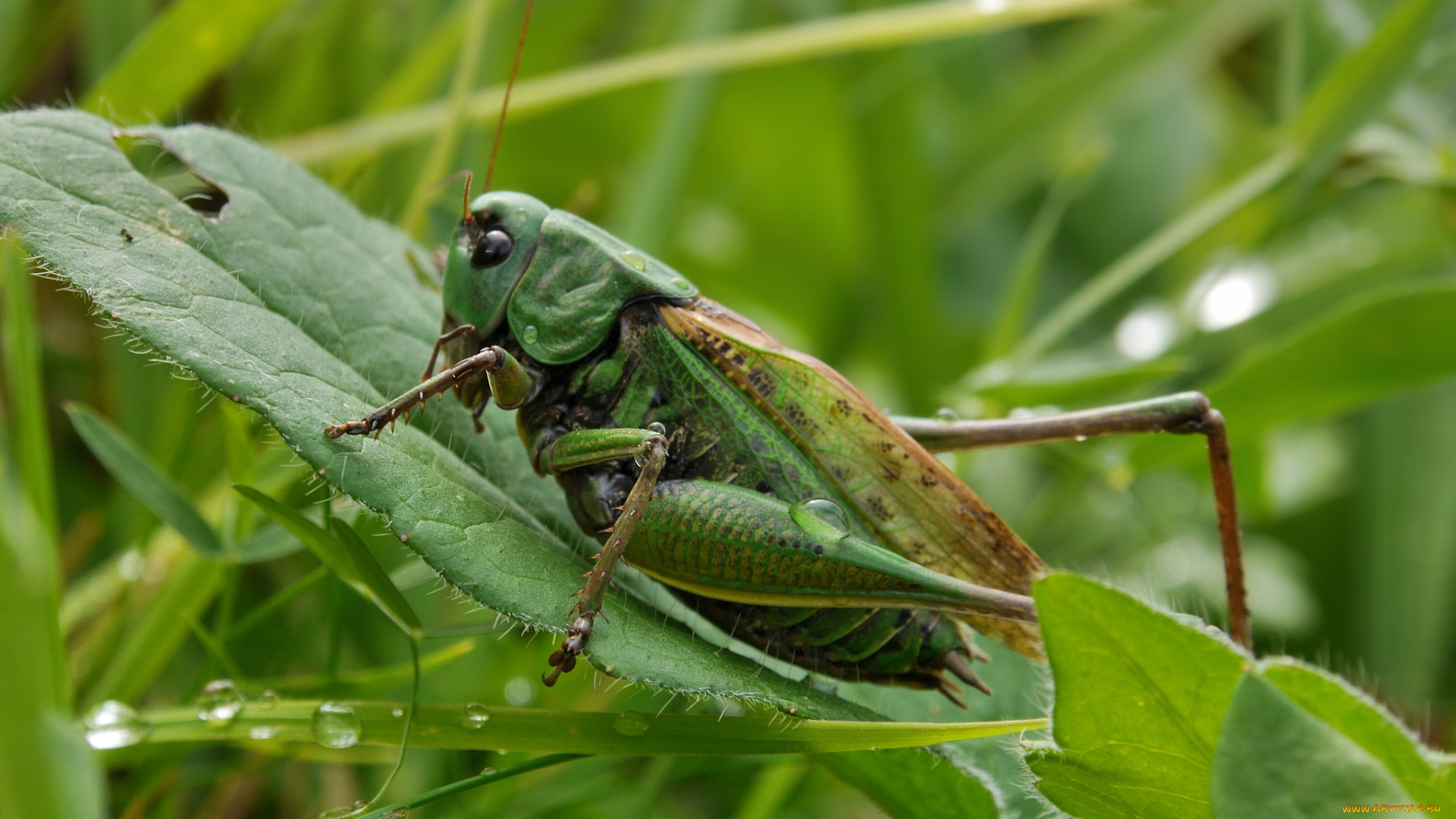 животные, кузнечики, , саранча, саранча