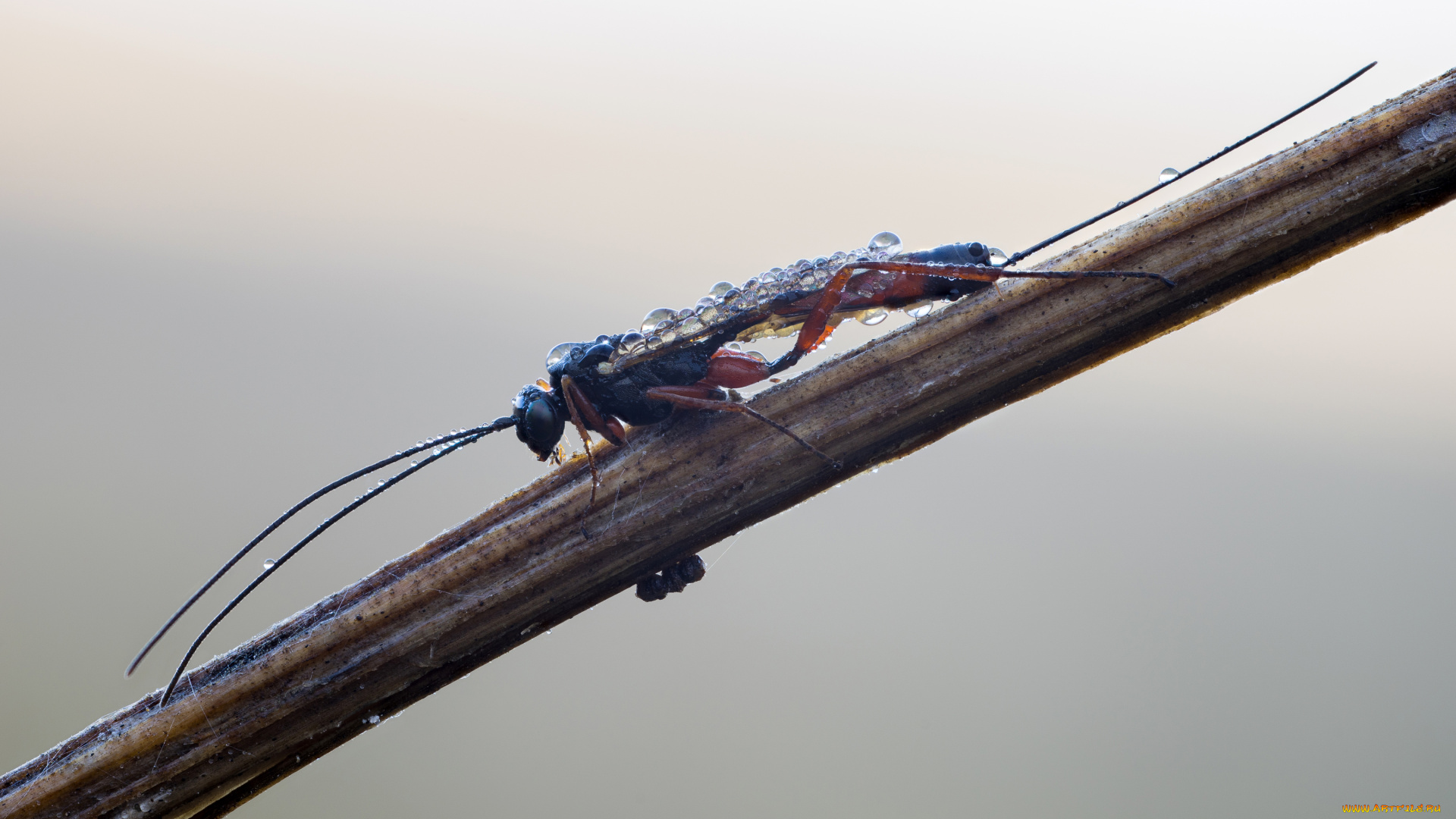 животные, насекомые, травинка, насекомое, утро, фон, макро