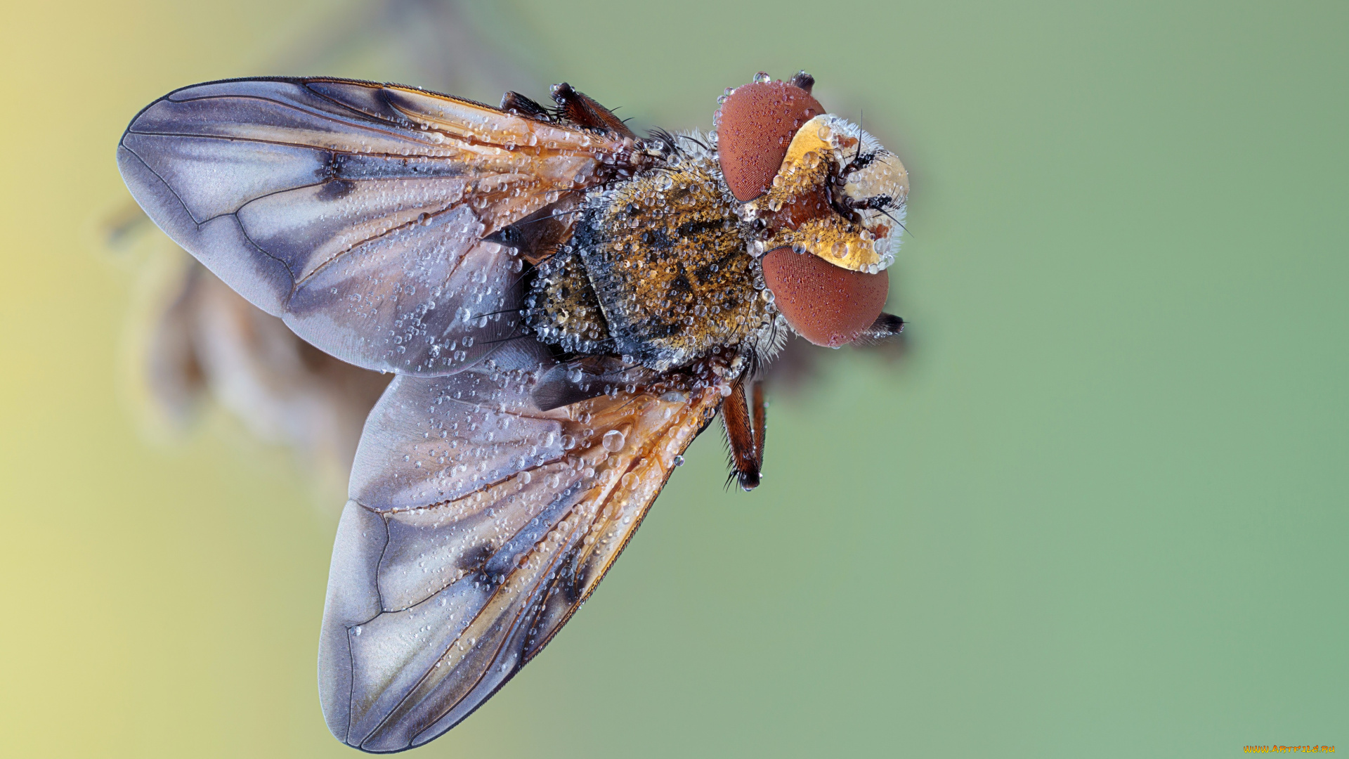животные, насекомые, травинка, утро, зелёный, фон, капли, роса, насекомое, макро