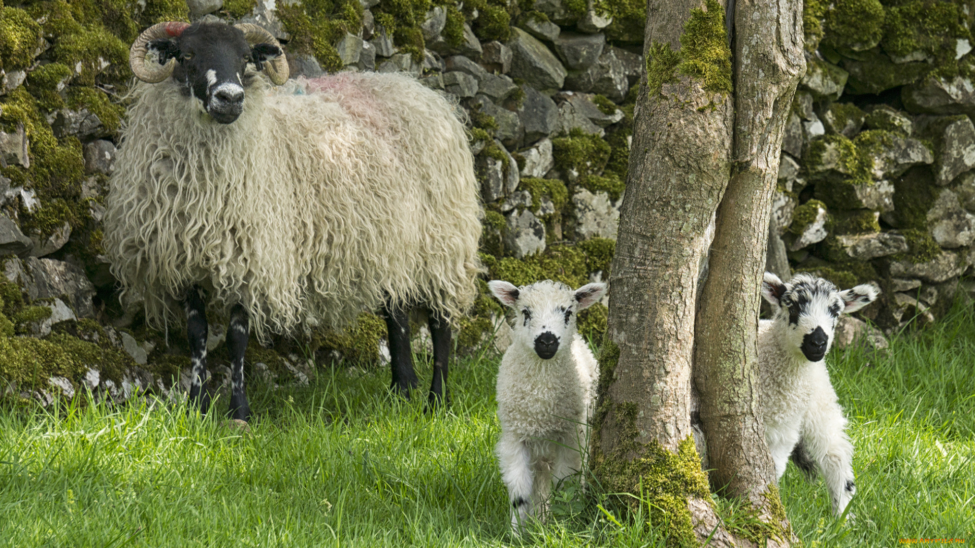 животные, овцы, , бараны, ягнята, овца