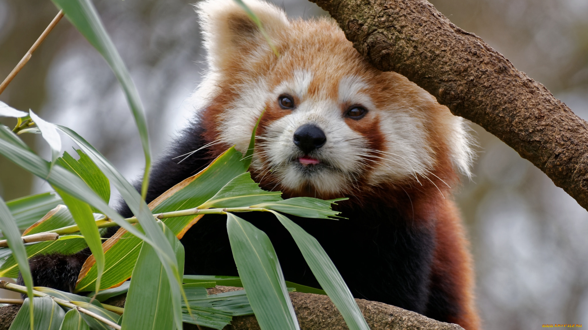 животные, панды, панда