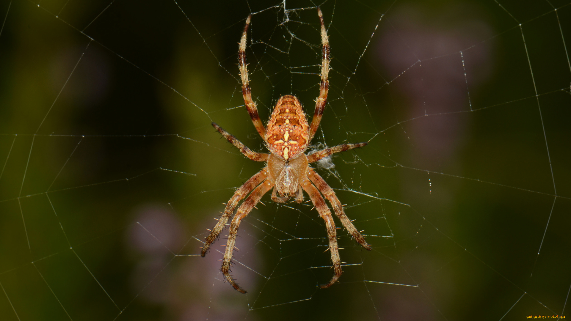 животные, пауки, сеть, паук
