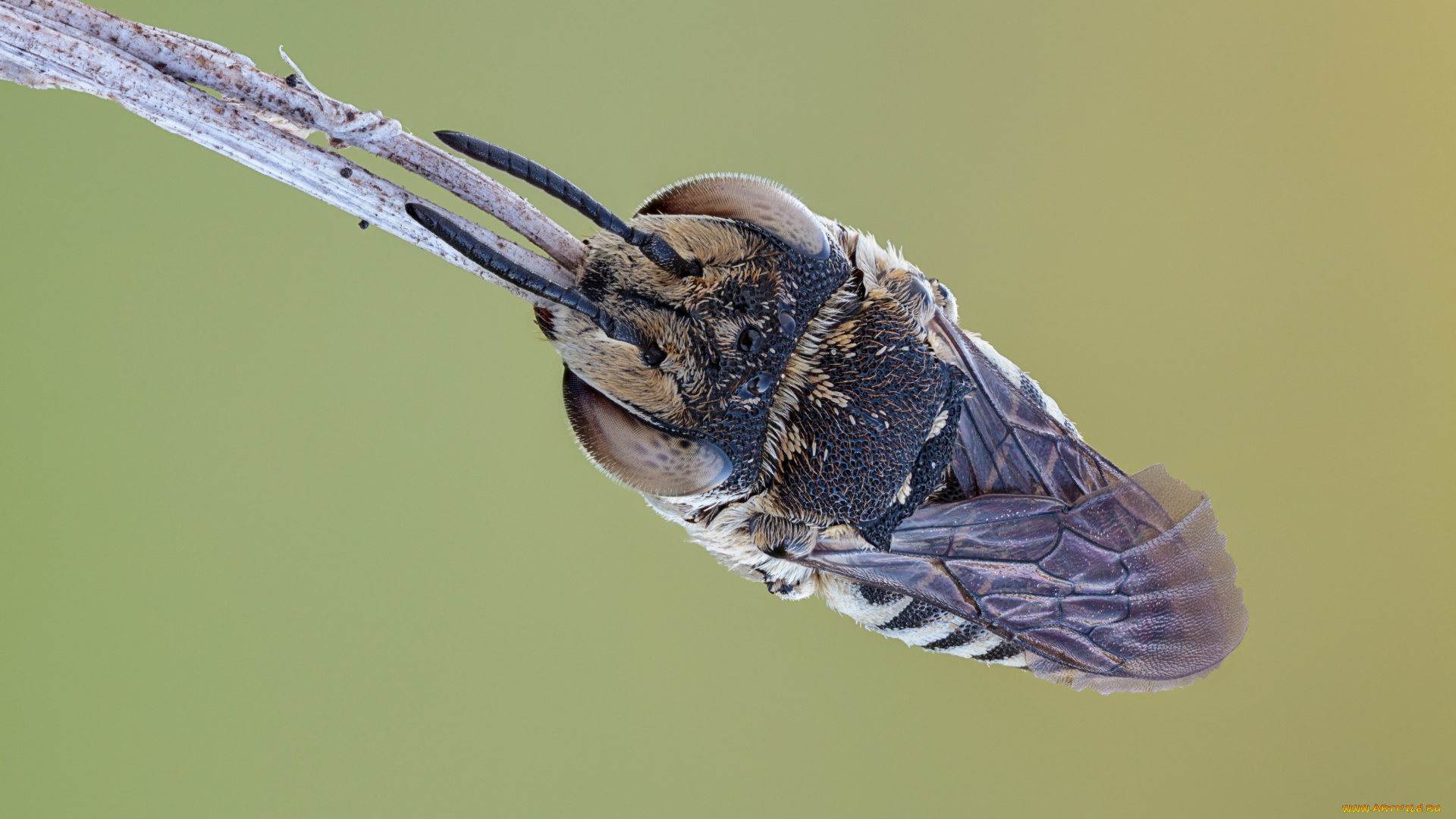 животные, пчелы, , осы, , шмели, травинка, насекомое, утро, зелёный, фон, макро