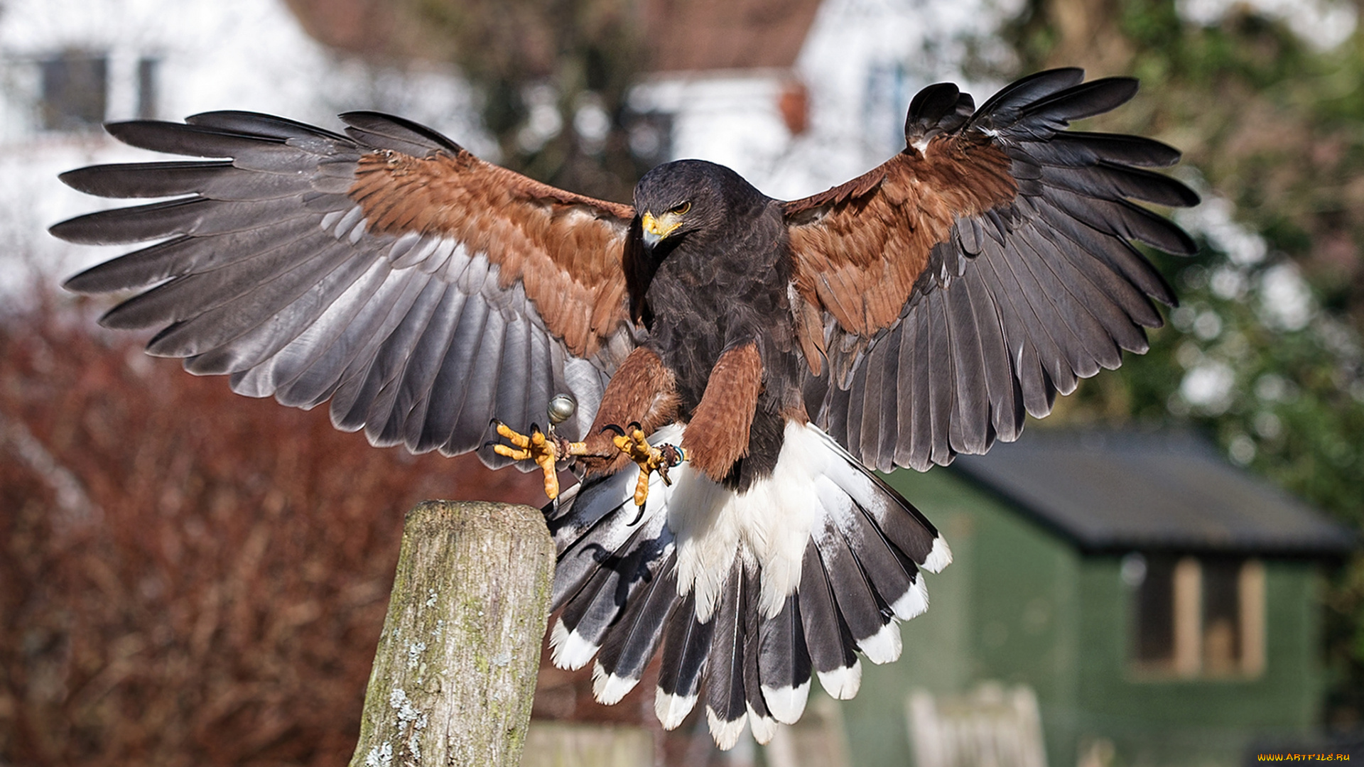 животные, птицы, -, хищники, орел