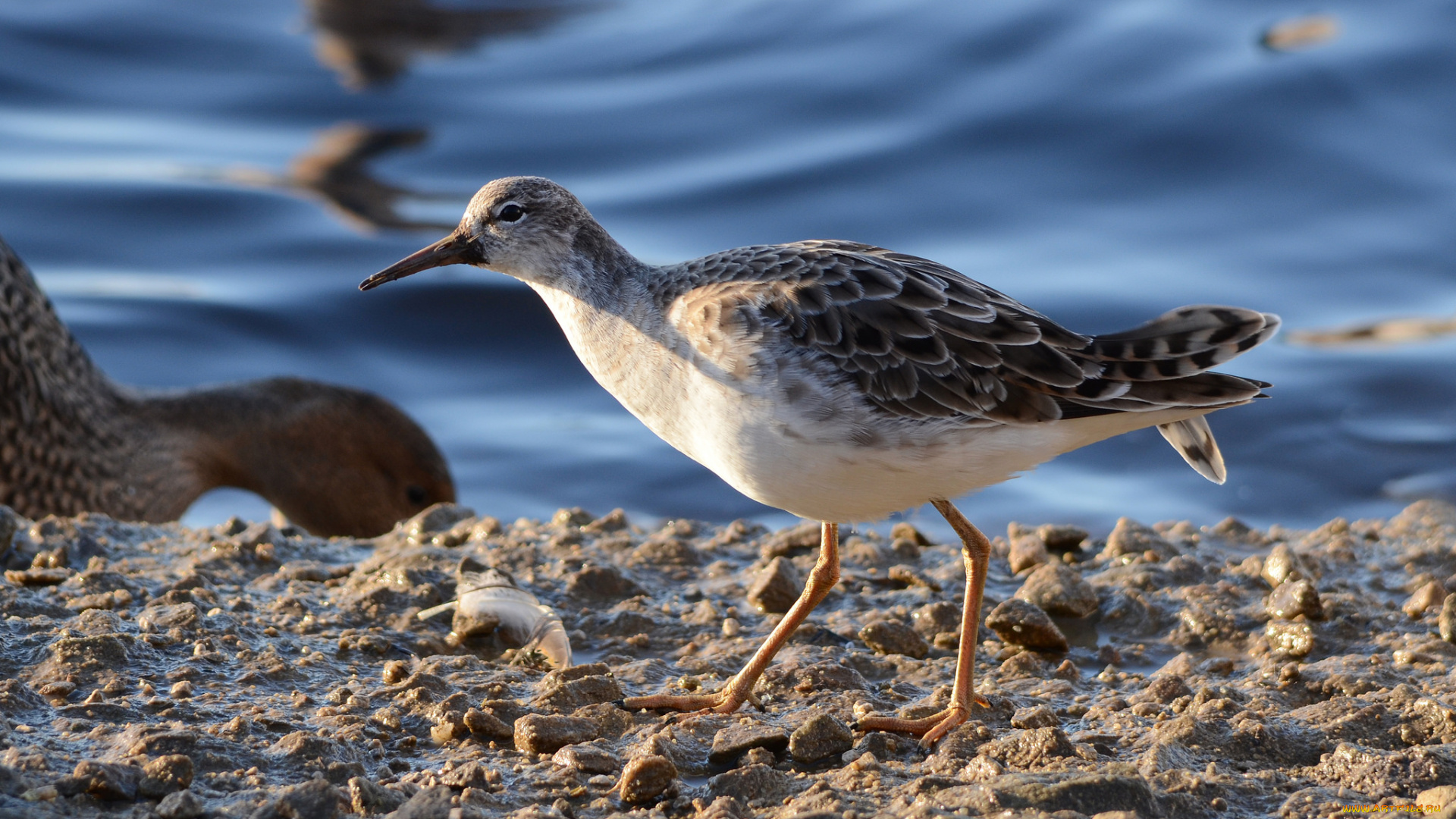 животные, птицы, птичка