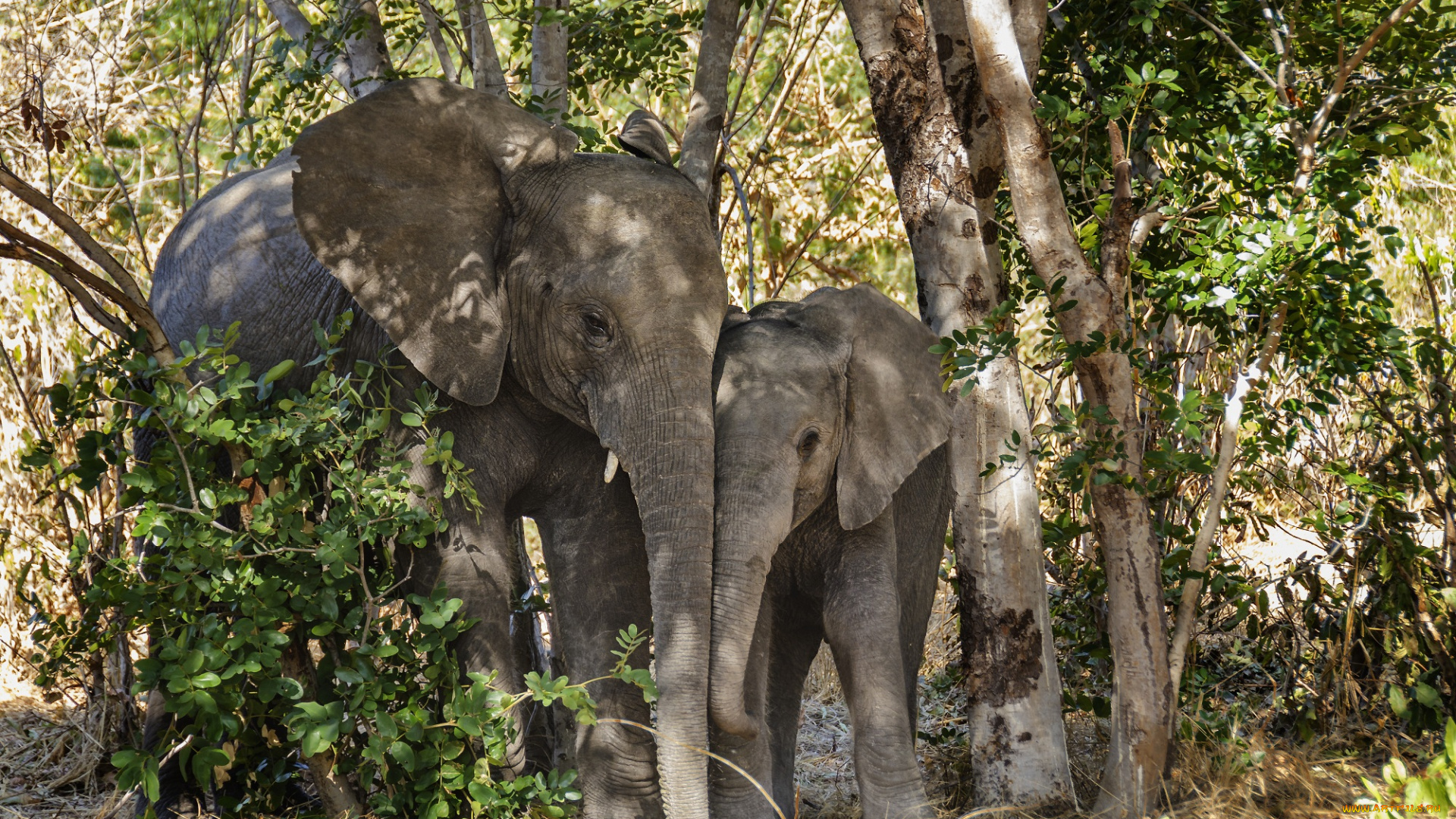 животные, слоны, слонята