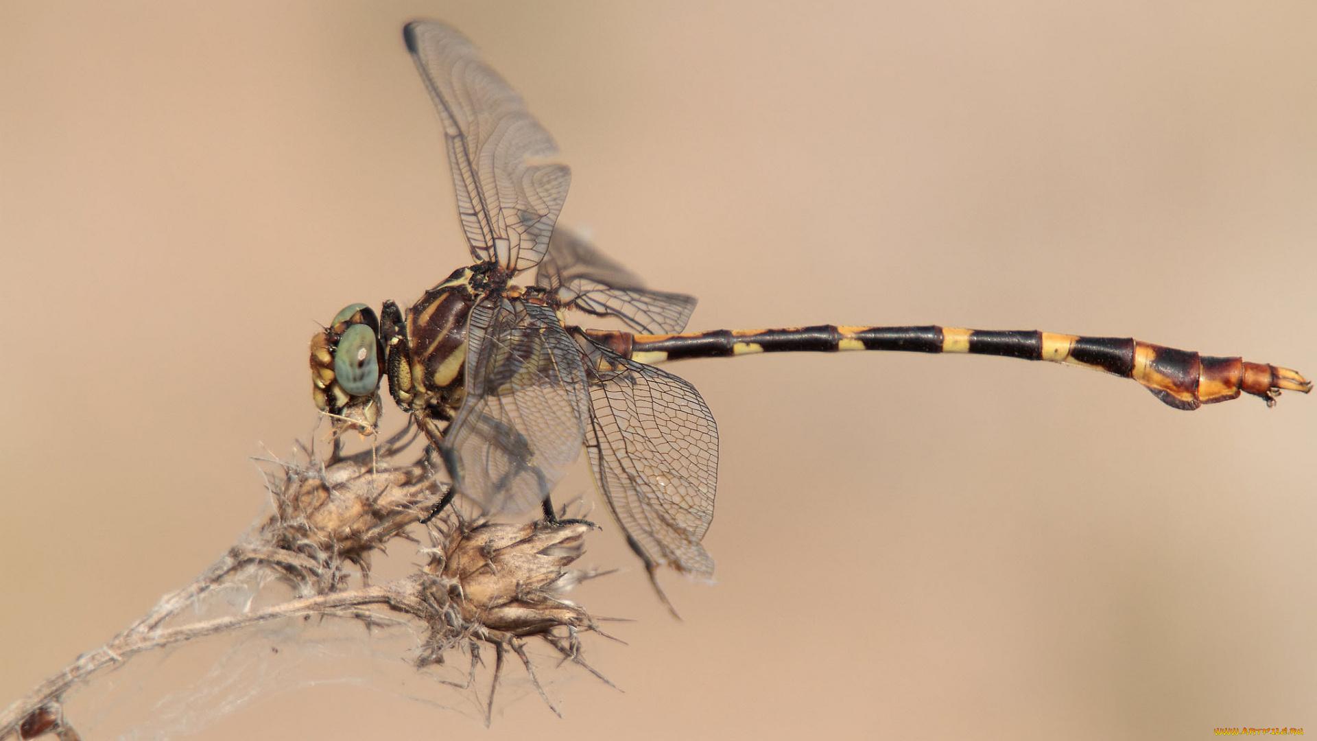 животные, стрекозы, крылья, стрекоза