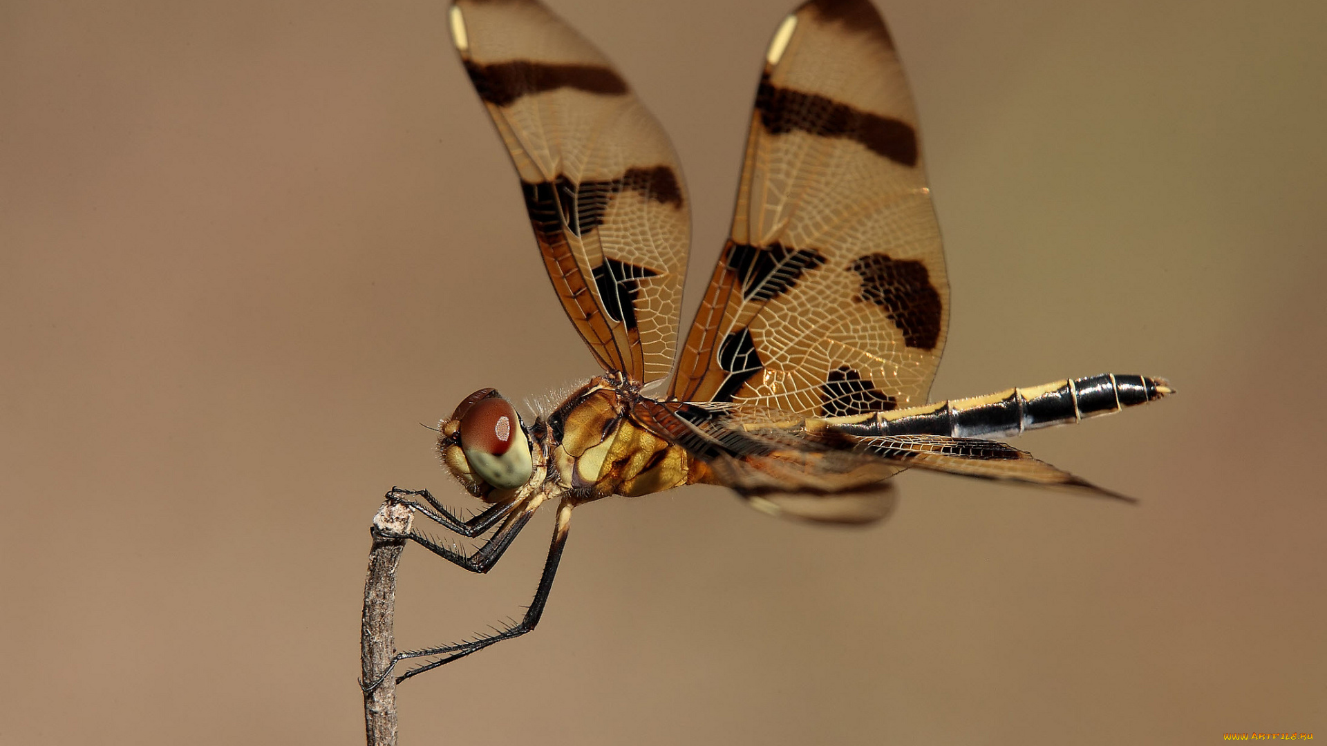 животные, стрекозы, крылья, стрекоза