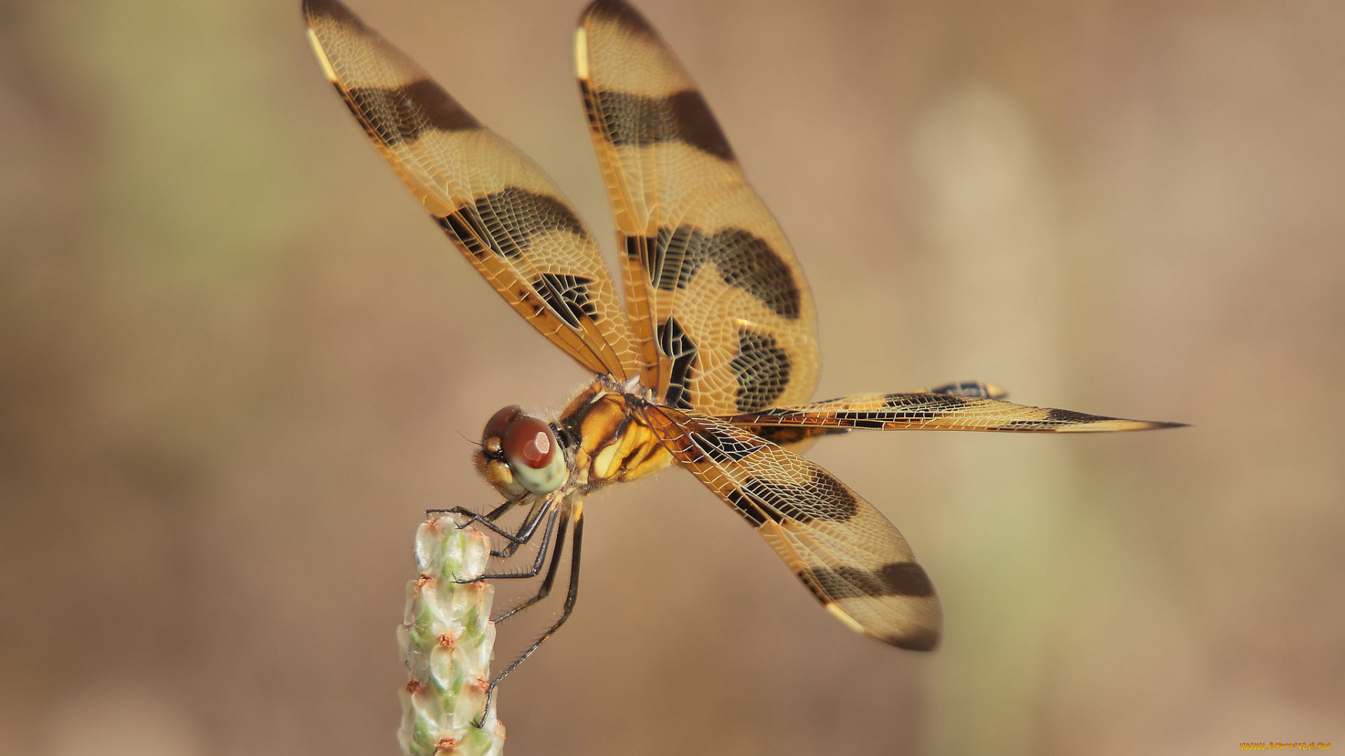 животные, стрекозы, крылья, стрекоза