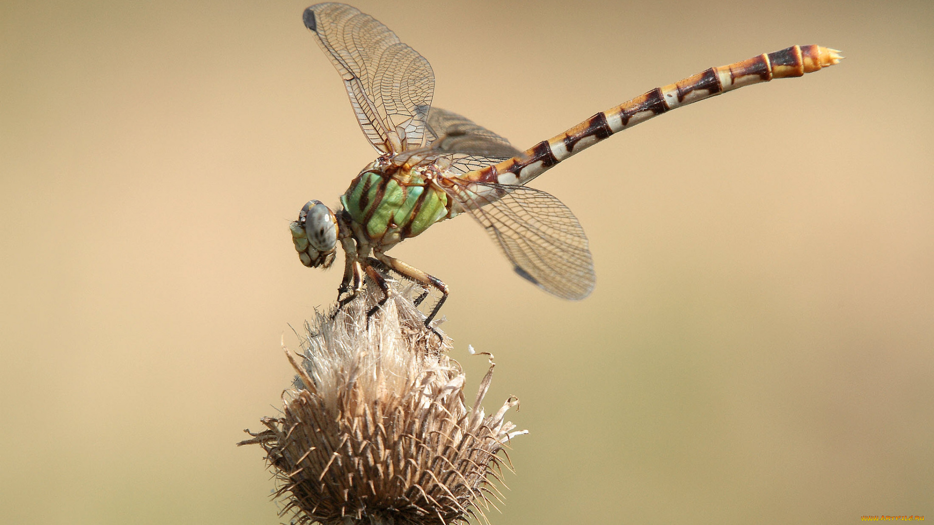 животные, стрекозы, крылья, стрекоза