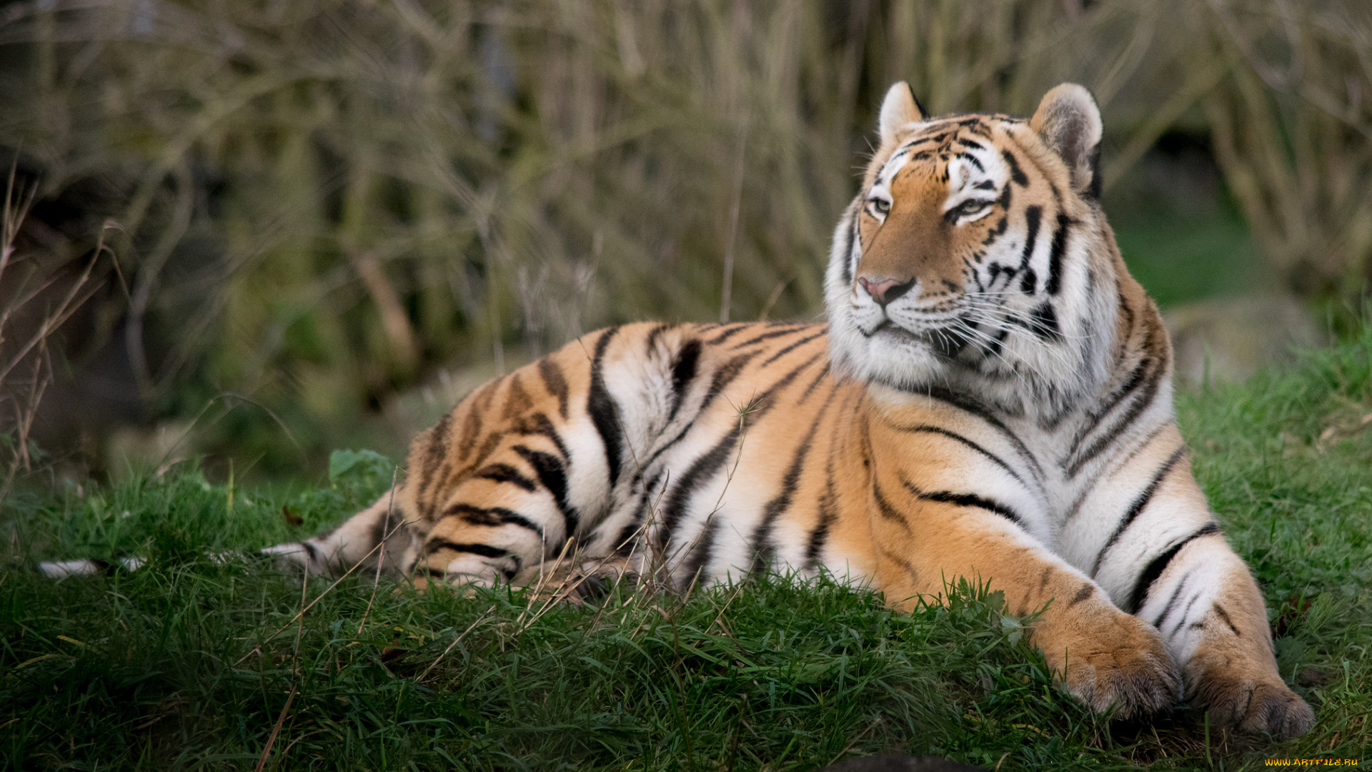 животные, тигры, тигр