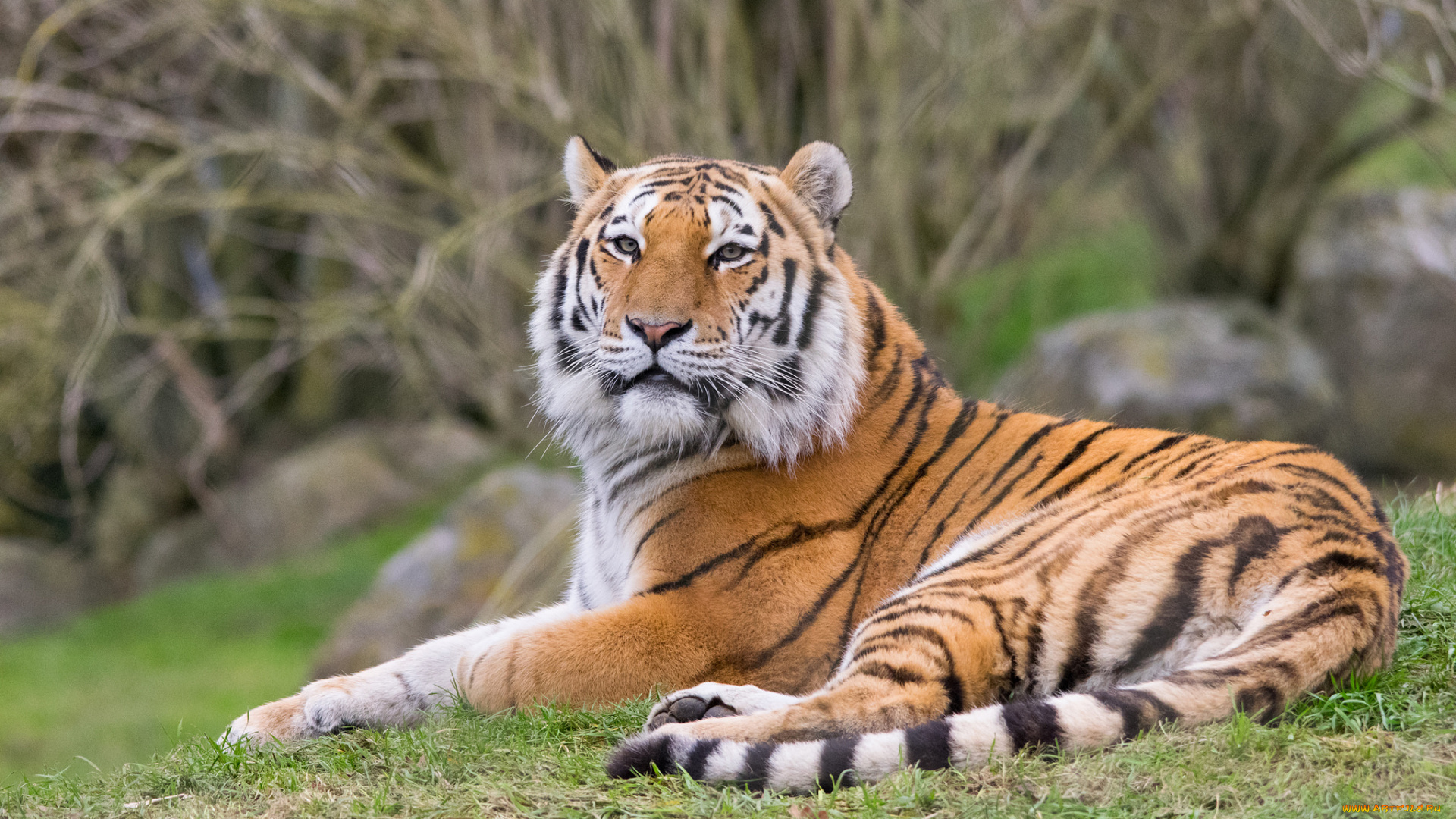 животные, тигры, тигр