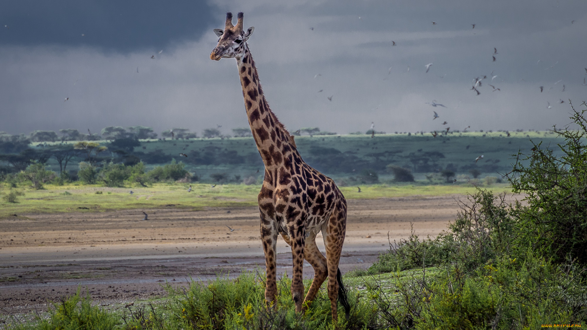 животные, жирафы, жираф, саванна