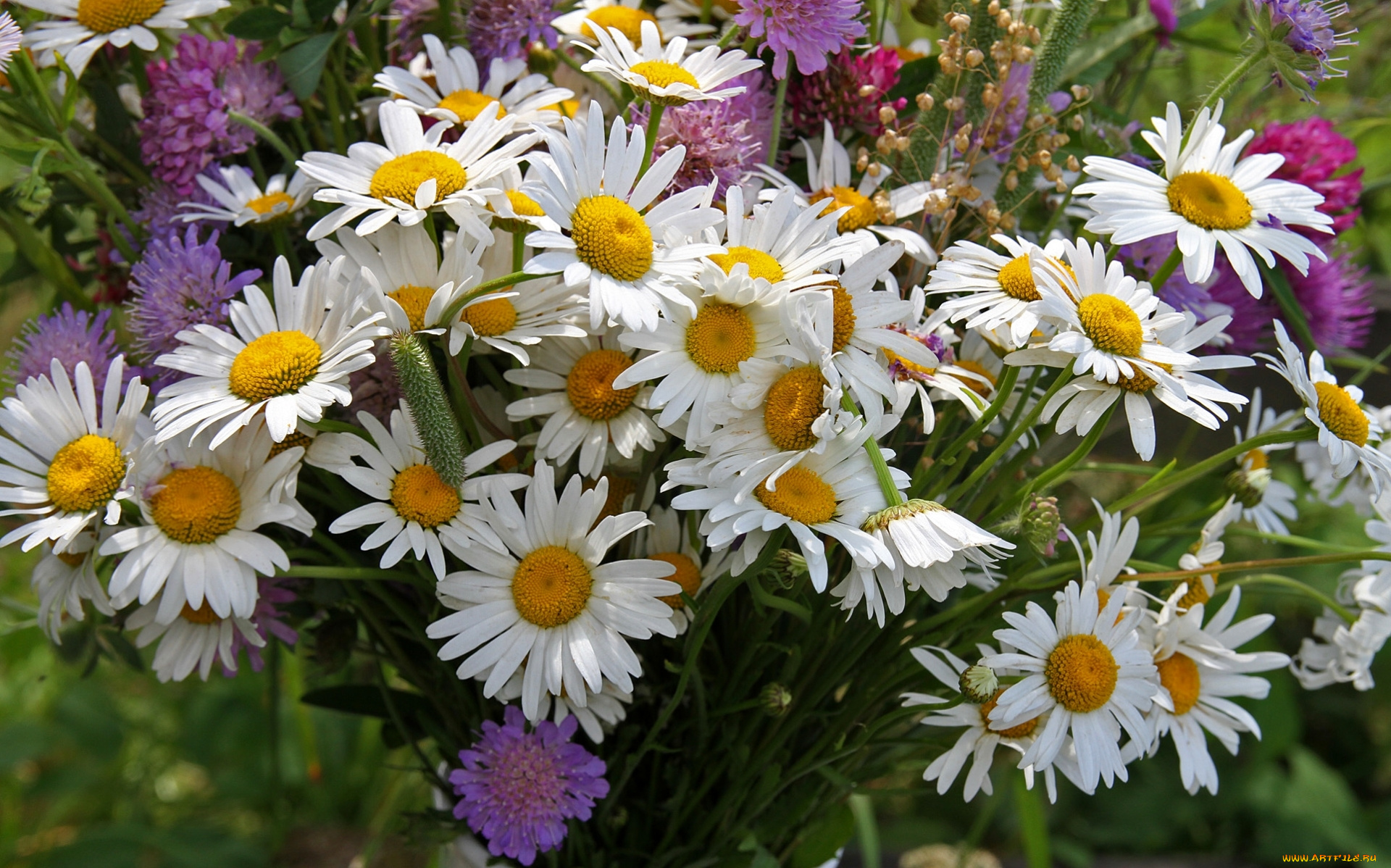 цветы, разные, вместе, букет, лето, клевер, ромашки