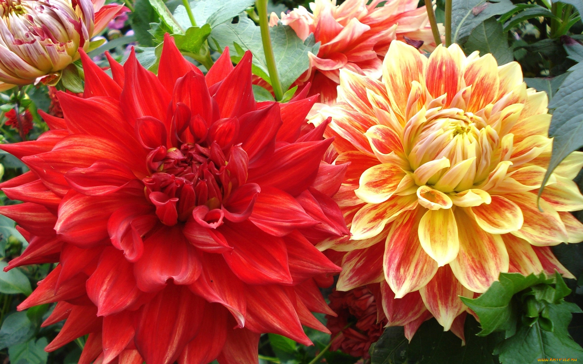 цветы, георгины, фон, лепестки