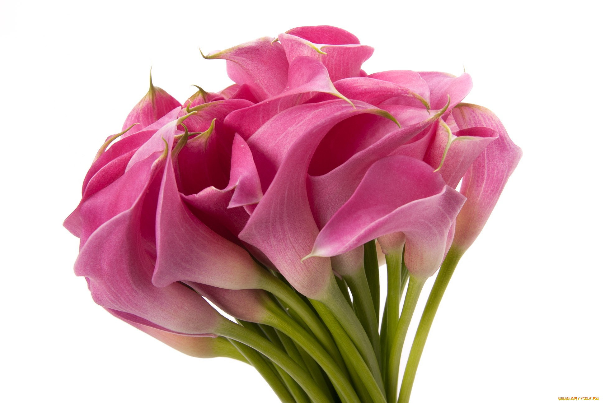 цветы, каллы, розовый