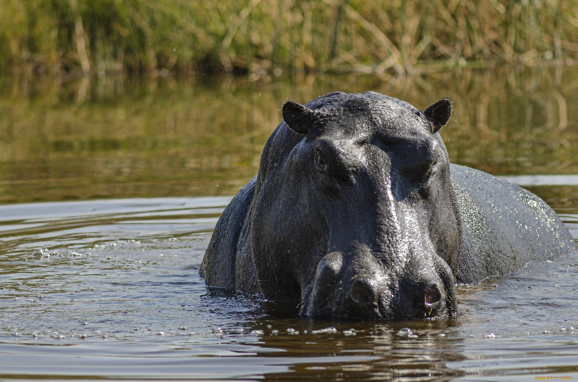 животные, бегемоты, гиппопотам