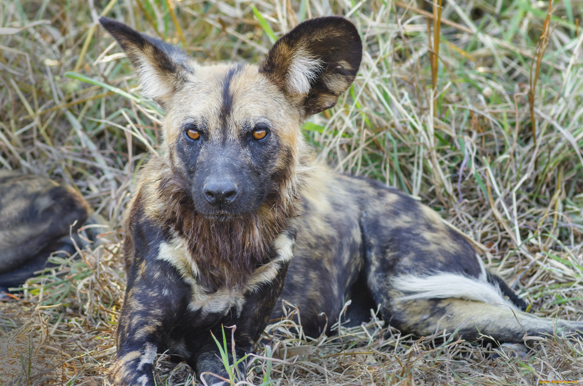 животные, гиены, , гиеновые, собаки, собака, гиеновидная