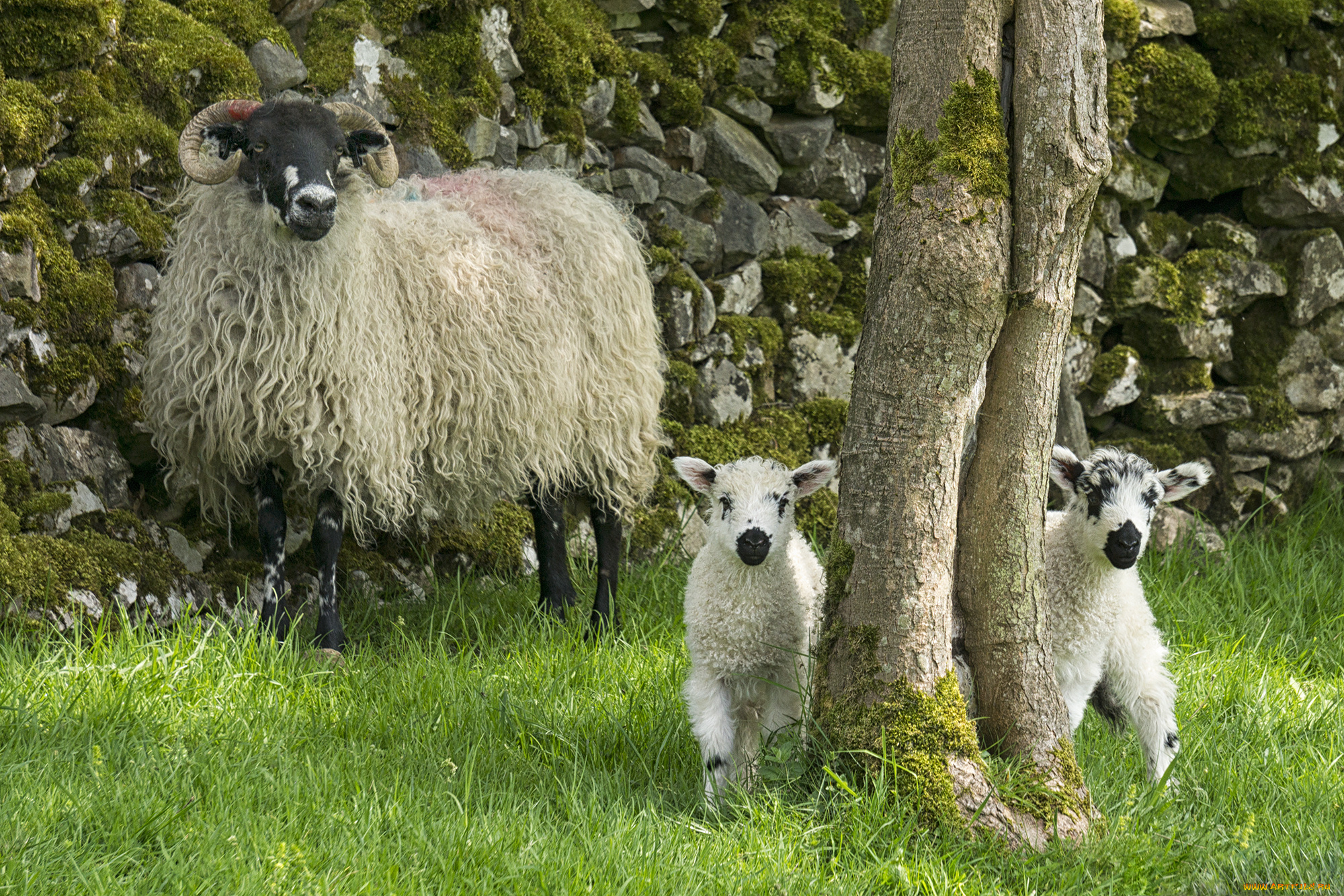 животные, овцы, , бараны, ягнята, овца