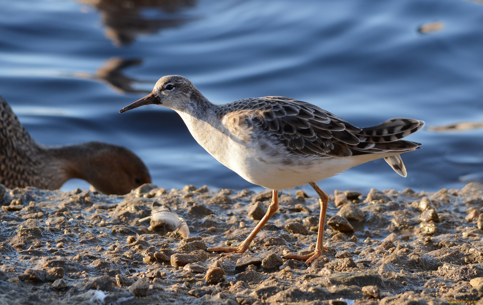 животные, птицы, птичка