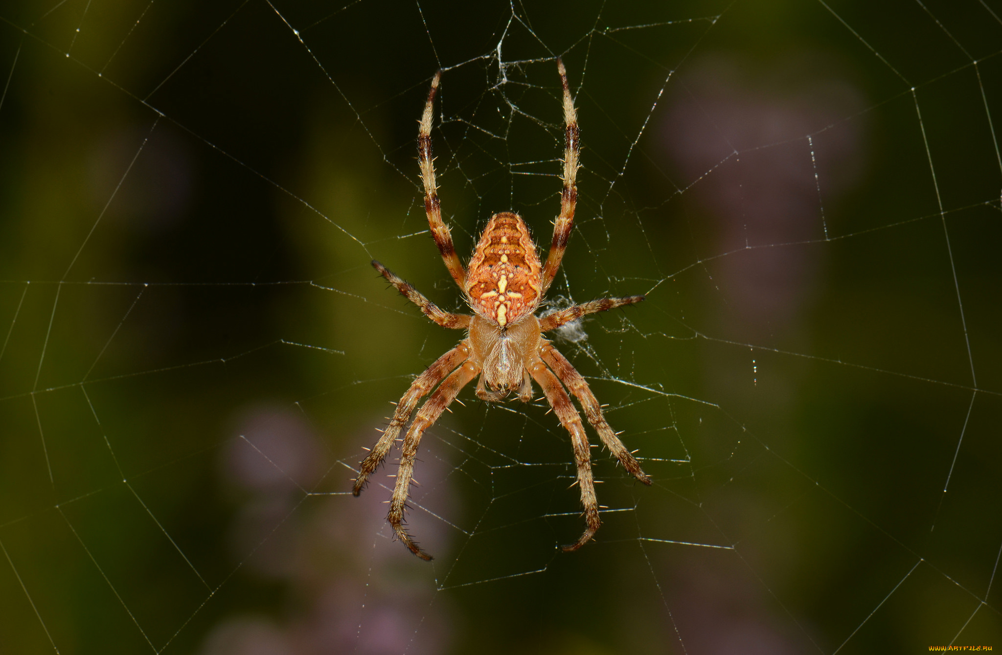 животные, пауки, сеть, паук