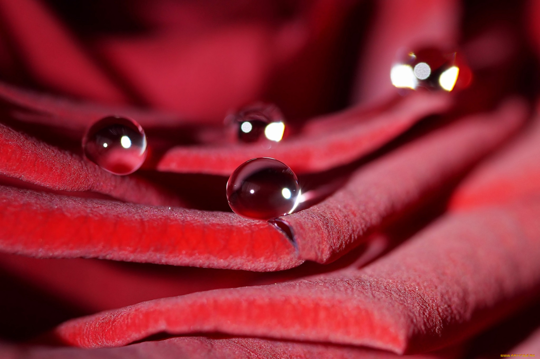 цветы, розы, капли, макро, лепестки, цветок, красный