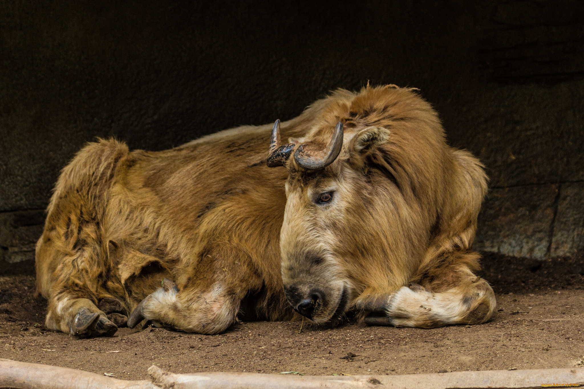животные, антилопы, гну, антилопа