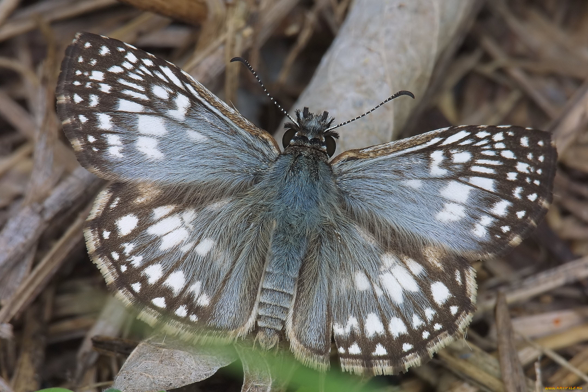 животные, бабочки, , мотыльки, , моли, бабочка