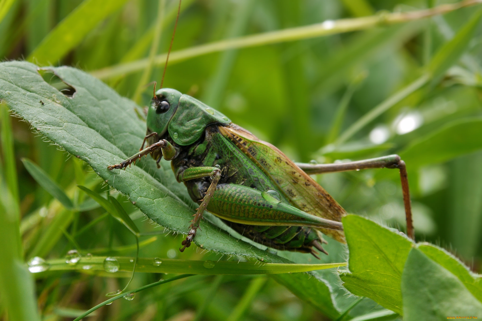 животные, кузнечики, , саранча, саранча