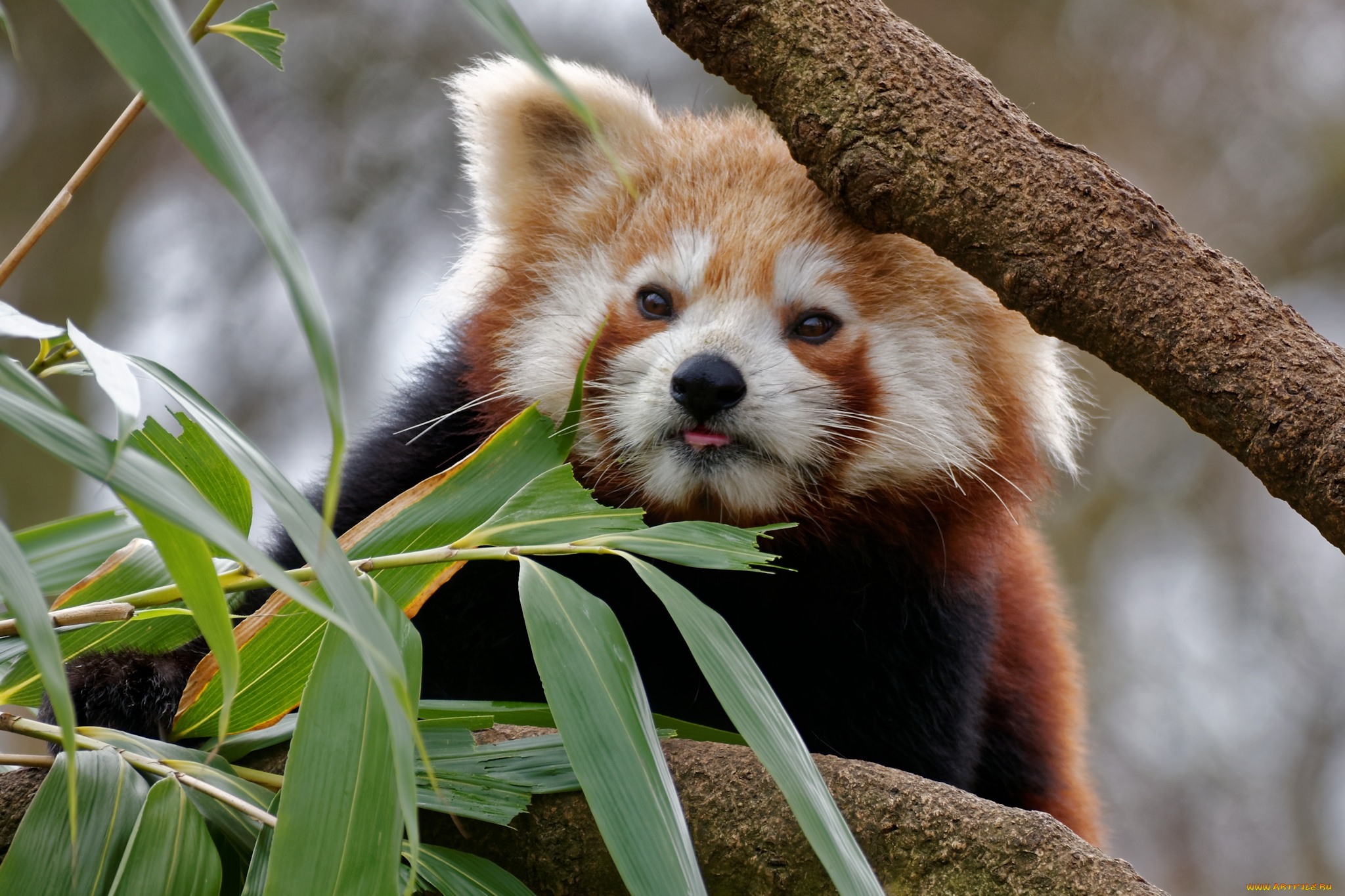 животные, панды, панда