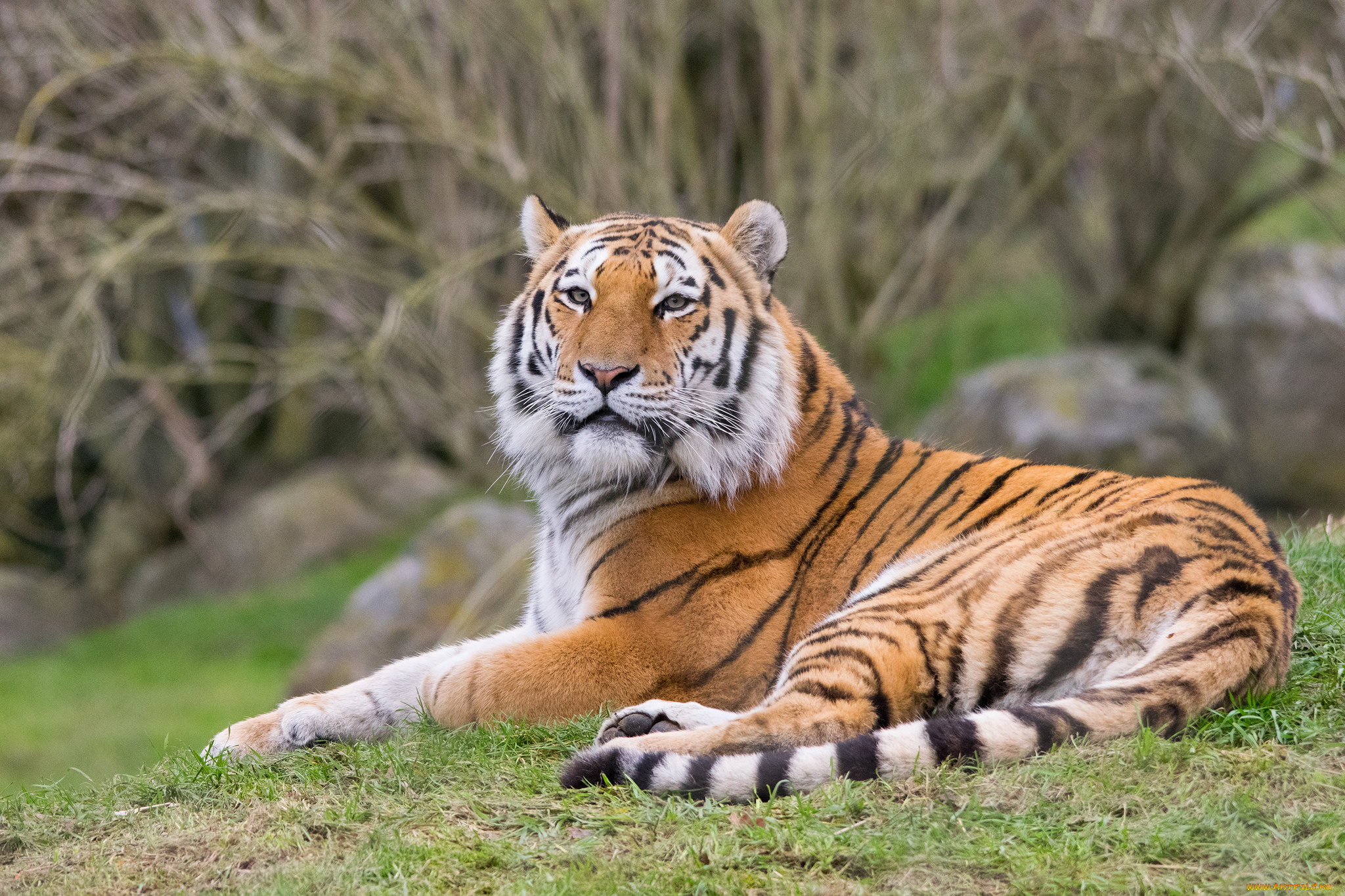 животные, тигры, тигр