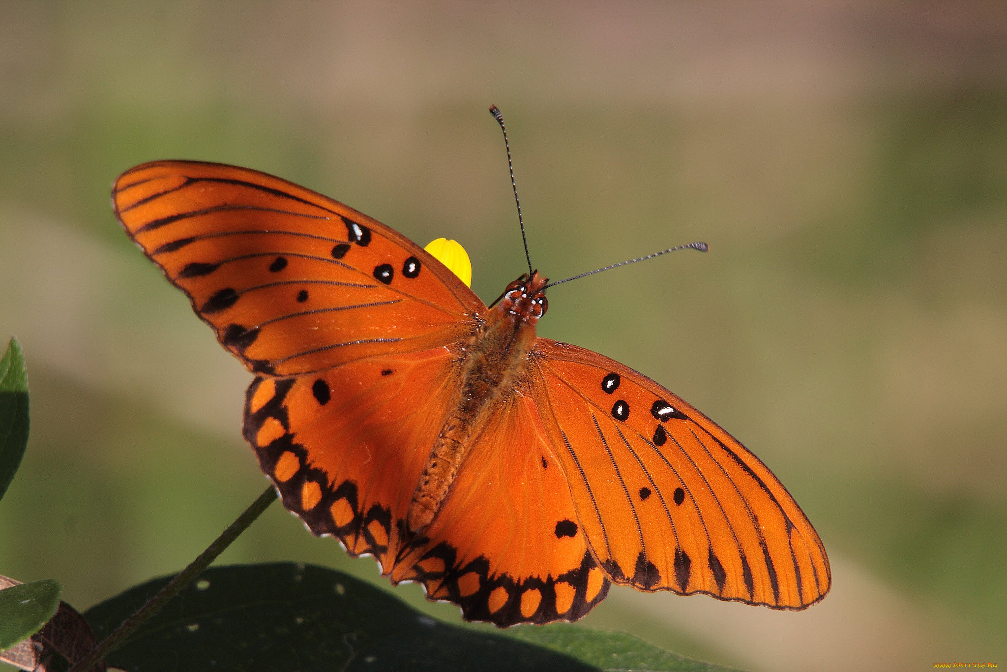 животные, бабочки, , мотыльки, , моли, бабочка
